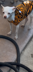 Lost Male Dog last seen belle terrace, Bakersfield, CA 93304