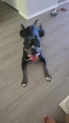 Reunited Male Dog last seen Coit and spring valley, Richardson, TX 75083