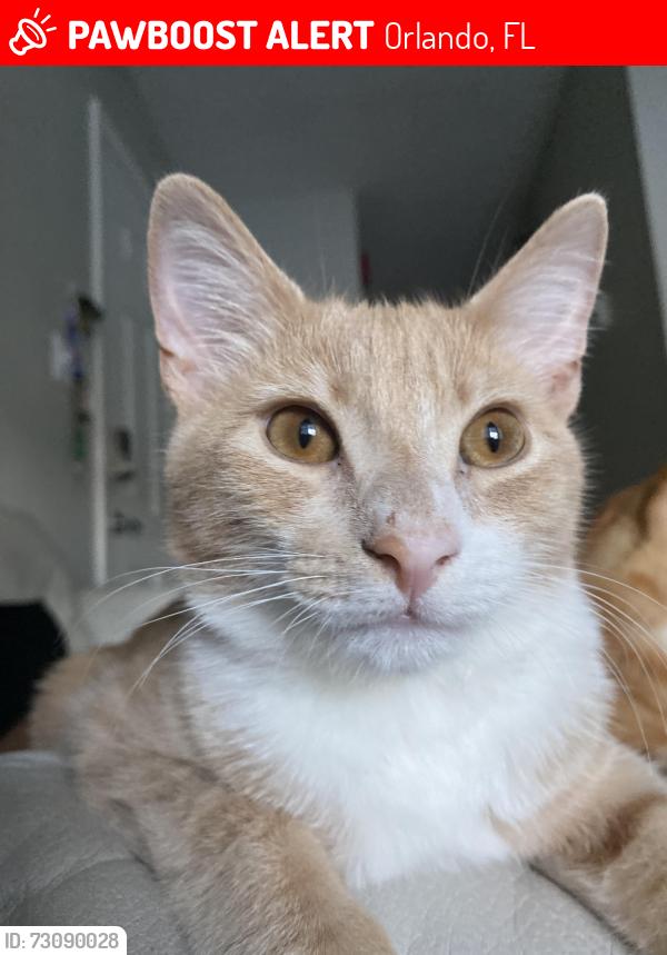 Lost Male Cat last seen The isle apmts, Orlando, FL 32810