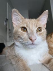 Lost Male Cat last seen The isle apmts, Orlando, FL 32810