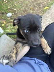 Lost Female Dog last seen Inman mills apt., Inman, SC 29349