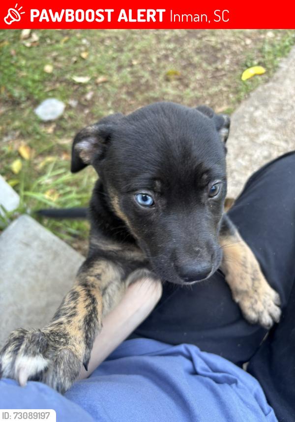 Lost Female Dog last seen Inman mills apt., Inman, SC 29349