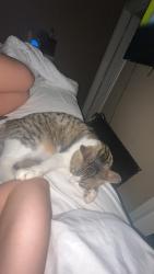 Reunited Female Cat last seen Edmond Rd and Kelly, Edmond, OK 73003