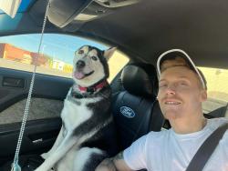 Reunited Male Dog last seen Darlington and u.s 19, Holiday, FL 34691