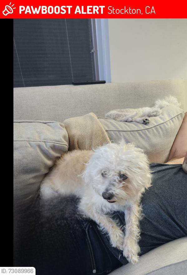 Lost Female Dog last seen Near West lane and hammer lane stockton Ca ( All Creatures Vetanary Emergency clinic), Stockton, CA 95210