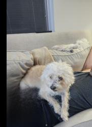 Lost Female Dog last seen Near West lane and hammer lane stockton Ca ( All Creatures Vetanary Emergency clinic), Stockton, CA 95210