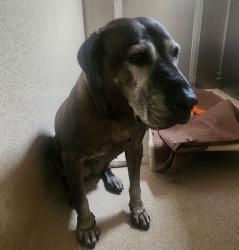 Shelter Stray Female Dog last seen Near E 14th Street, SAN LEANDRO, CA, 94578, 8323 Baldwin St, Oakland, CA 94621, USA