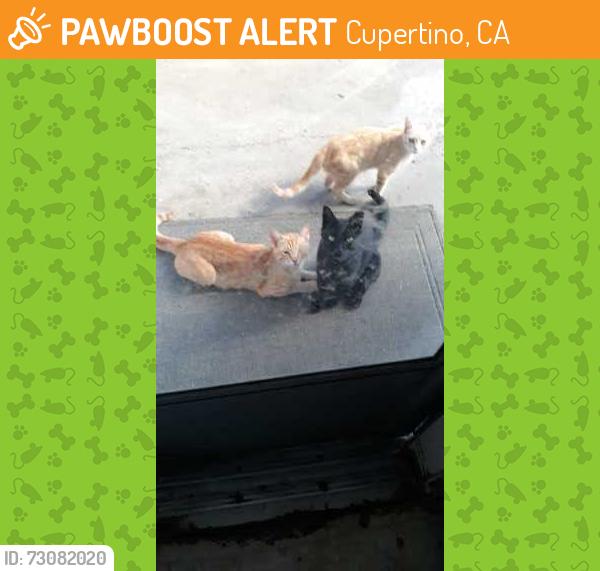 Found/Stray Unknown Cat last seen Beardon and Fargo Drive, Cupertino, CA, Cupertino, CA 95014