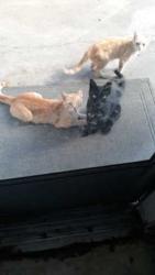 Found/Stray Unknown Cat last seen Beardon and Fargo Drive, Cupertino, CA, Cupertino, CA 95014