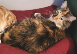 Lost Female Cat last seen Heritage Duck Pond, San Antonio, TX 78245