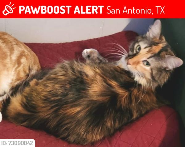 Lost Female Cat last seen Heritage Duck Pond, San Antonio, TX 78245