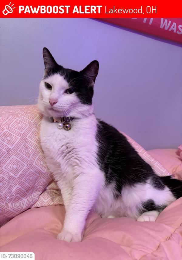 Lost Female Cat last seen between Madison Ave and Franklin, Lakewood, OH 44107
