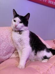 Lost Female Cat last seen between Madison Ave and Franklin, Lakewood, OH 44107