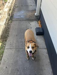 Found/Stray Male Dog last seen DAM-A Korean Hot Pot in Backyard for now, Austin, TX 78752