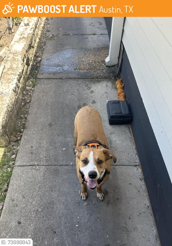 Found/Stray Male Dog last seen DAM-A Korean Hot Pot in Backyard for now, Austin, TX 78752