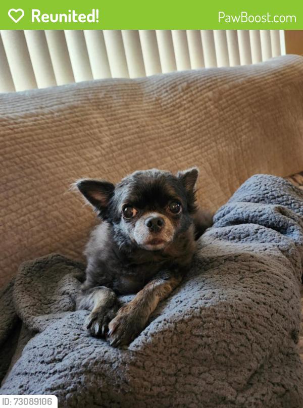 Reunited Female Dog last seen Deltona Boulevard, Spring Hill, FL 34608
