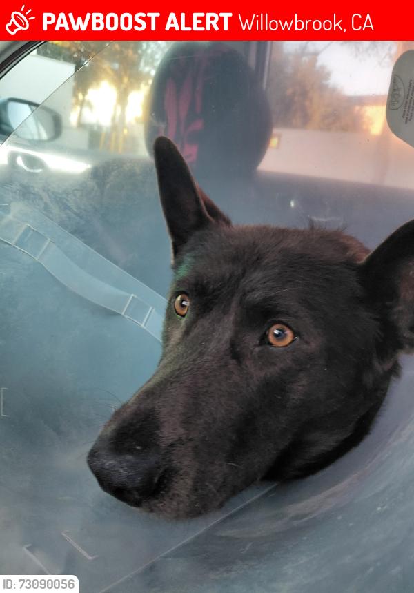 Lost Male Dog last seen 117th and Willowbrook, Willowbrook, CA 90222