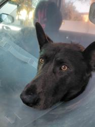 Lost Male Dog last seen 117th and Willowbrook, Willowbrook, CA 90222