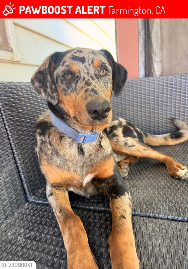 Lost Male Dog last seen E Sonora rd Waverly Rd, Farmington, CA 95230