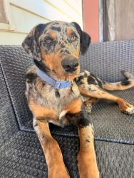 Lost Male Dog last seen E Sonora rd Waverly Rd, Farmington, CA 95230