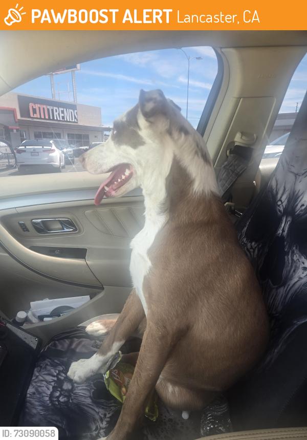 Found/Stray Male Dog last seen Ave I by family dollar, Lancaster, CA 93536