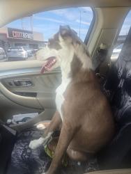 Found/Stray Male Dog last seen Ave I by family dollar, Lancaster, CA 93536