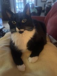 Lost Male Cat last seen Clayborne lane, Midlothian, VA 23114