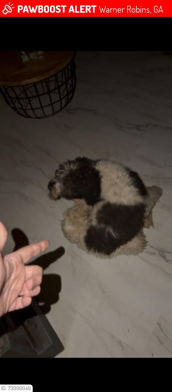 Lost Male Dog last seen Moody Rd and South Davis, Warner Robins, GA 31088