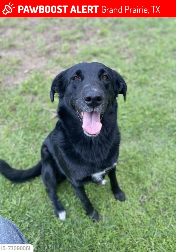 Lost Female Dog last seen NE 17th St., Grand Prairie, TX 75050