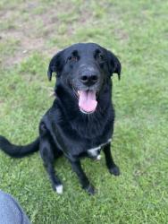 Lost Female Dog last seen NE 17th St., Grand Prairie, TX 75050