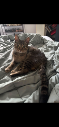 Found/Stray Unknown Cat last seen Sawbury and sawmill rd, Dublin, OH 43016