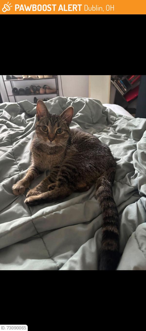 Found/Stray Unknown Cat last seen Sawbury and sawmill rd, Dublin, OH 43016