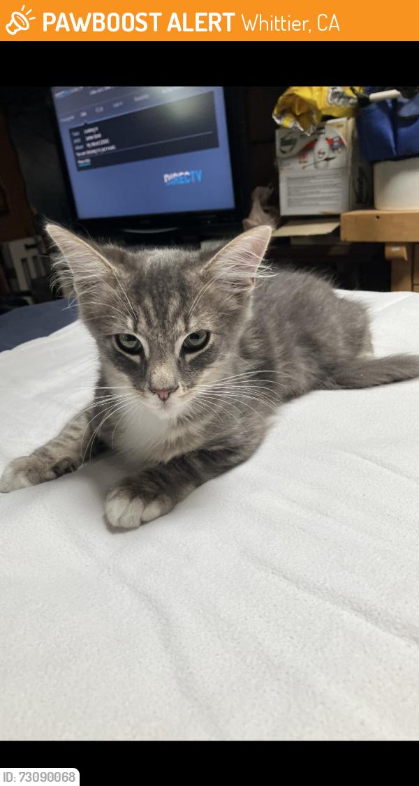 Found/Stray Unknown Cat last seen Vicki Dr., Whittier, CA 90606