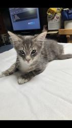 Found/Stray Unknown Cat last seen Vicki Dr., Whittier, CA 90606