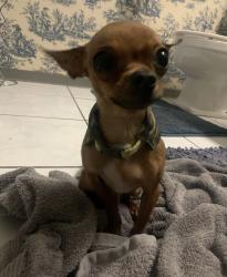 Reunited Male Dog last seen Galena peak lane 89156, Sunrise Manor, NV 89156