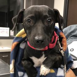 Shelter Stray Male Dog last seen , 1013 Garfield St, Oak Park, IL 60304, USA