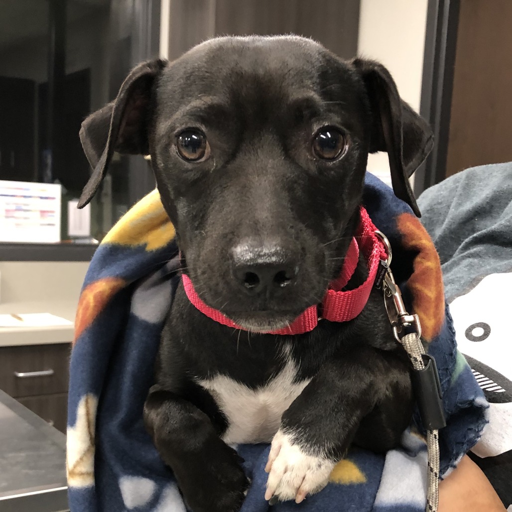 Shelter Stray Male Dog last seen , 1013 Garfield St, Oak Park, IL 60304, USA