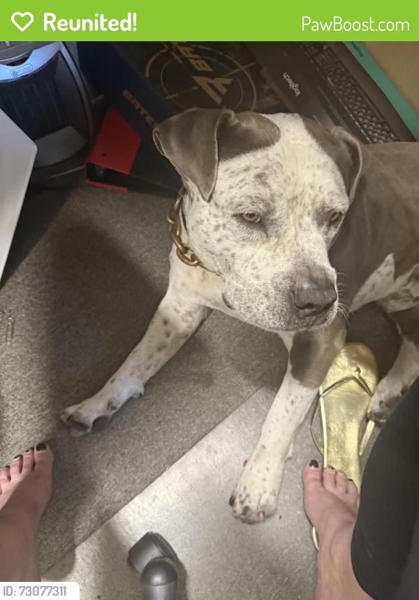 Reunited Male Dog last seen Hillcrest Antioch. Near Safeway, Antioch, CA 94531