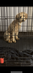 Reunited Male Dog last seen Oakbrook circle, Lancaster, TX 75134