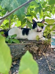 Found/Stray Unknown Cat last seen Yale place and 13th S- often in a bush by a parking lot, Minneapolis, MN 55403