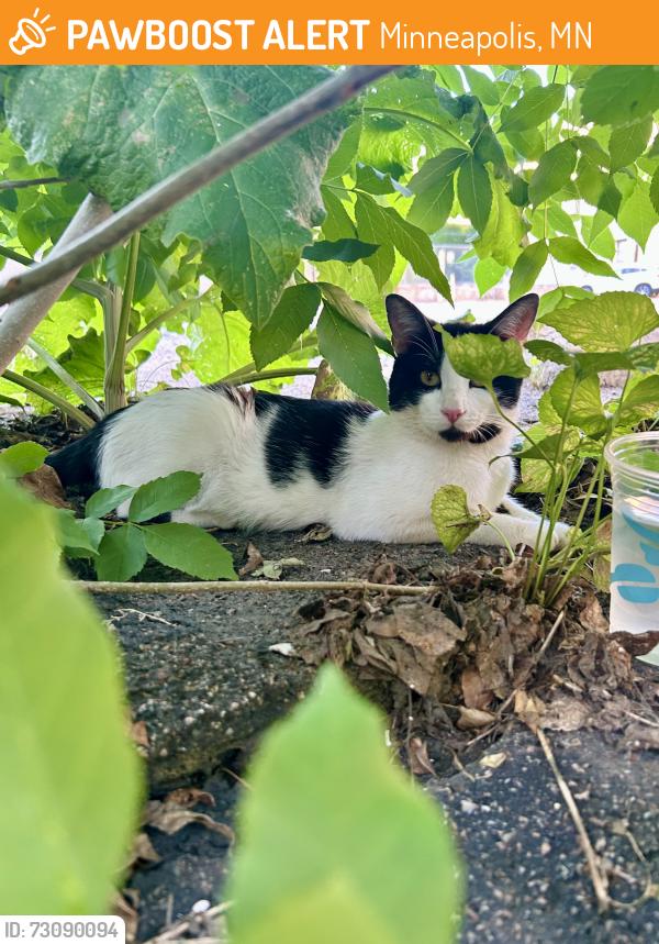 Found/Stray Unknown Cat last seen Yale place and 13th S- often in a bush by a parking lot, Minneapolis, MN 55403
