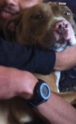 Reunited Female Dog last seen Rainier , Alvin , Natividad Rode, Salinas, CA 93906