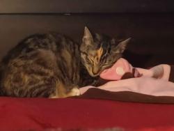 Lost Female Cat last seen Anywhere near mc adams drive east theodore al 6402, Theodore, AL 36582