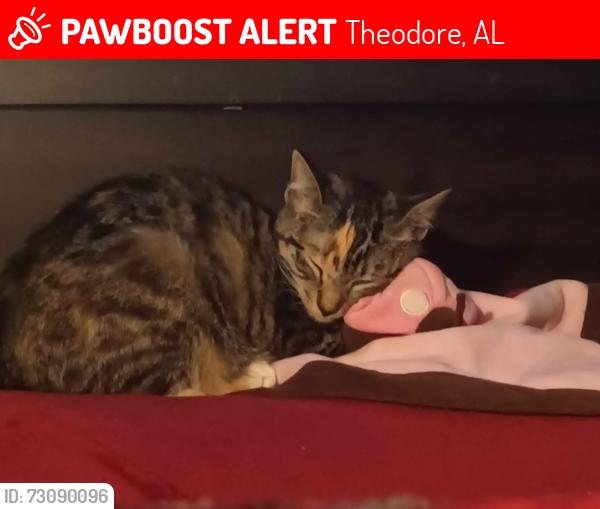 Lost Female Cat last seen Anywhere near mc adams drive east theodore al 6402, Theodore, AL 36582
