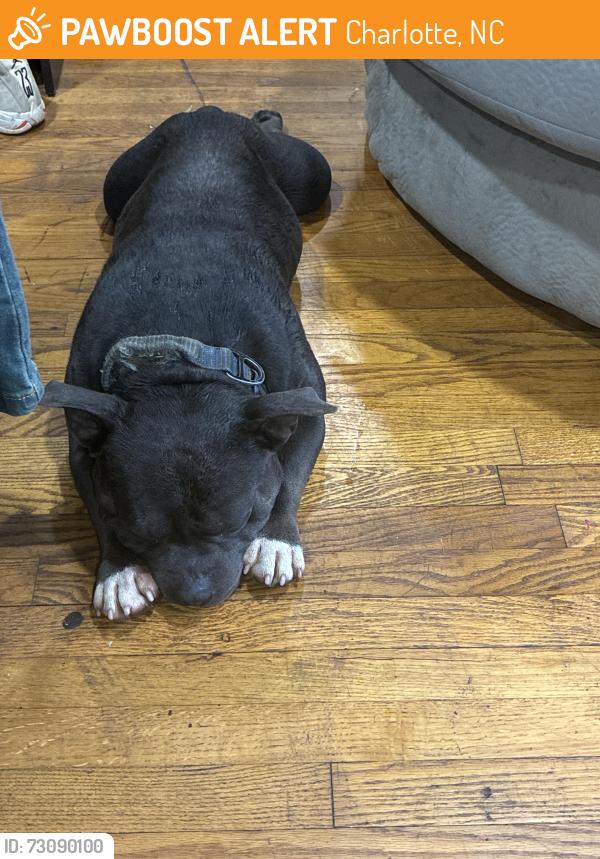 Found/Stray Male Dog last seen Camp Greene st inside Marlborough woods neighborhood, Charlotte, NC 28208