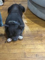 Found/Stray Male Dog last seen Camp Greene st inside Marlborough woods neighborhood, Charlotte, NC 28208