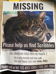 Reunited Male Cat last seen Sunridge Cir, Broomfield, CO 80020, USA, Broomfield, CO 80020