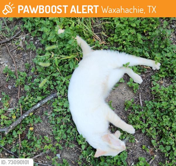 Found/Stray Unknown Cat last seen Near Fresh Market on the trail by the overlook, Waxahachie, TX 75165
