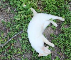 Found/Stray Unknown Cat last seen Near Fresh Market on the trail by the overlook, Waxahachie, TX 75165