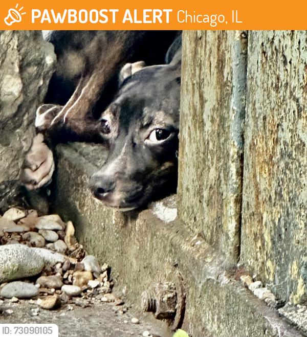Found/Stray Female Dog last seen 73rd and South Shore Drive, Chicago, IL 60649